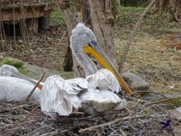 Tiergarten Schönbrunn am 24.02.2026